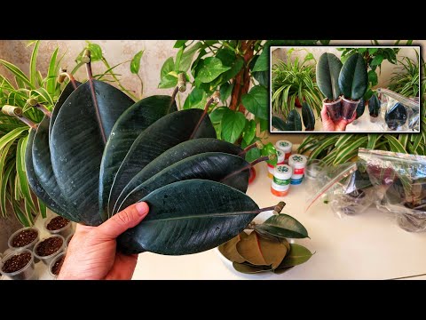 Видео: Фикус гулини баргидан кўпайтириш, 100% усул. БУНИ БИЛИШ ШАРТ.