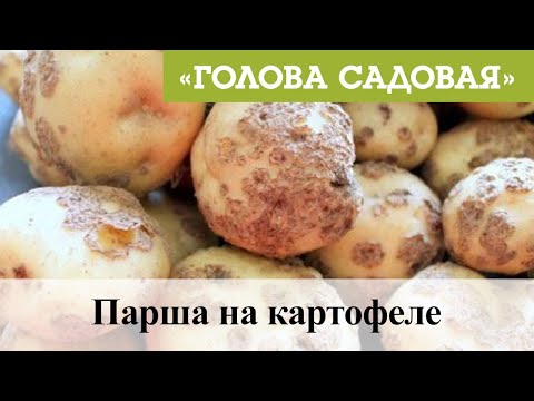 Видео: Голова садовая - Парша на картофеле