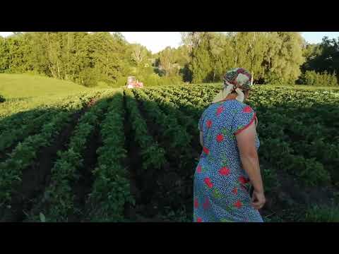 Видео: А Т-25.  окучник,картофель 25.06.2022.