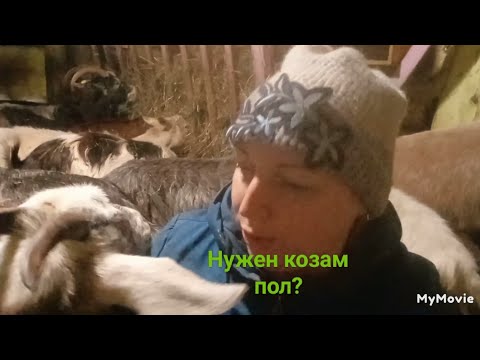Видео: Нужен ли козам пол? в сарае!