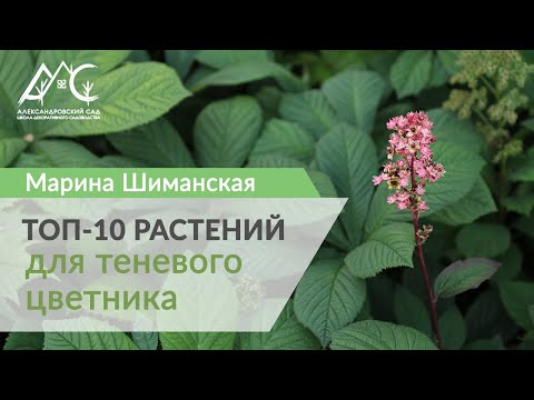 Видео: Топ-10 растений для тенистого цветника