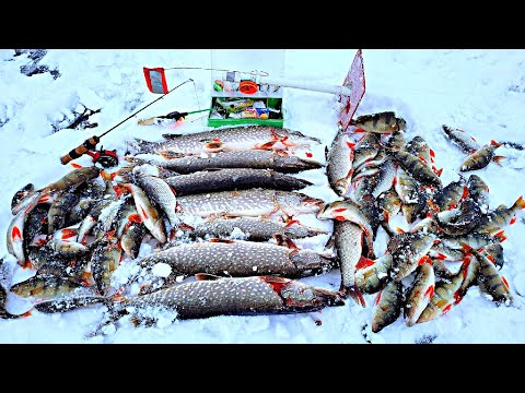 Видео: НА ЭТОМ ОЗЕРЕ ТОННЫ ХИЩНИКА!!!  ЛУЧШАЯ РЫБАЛКА 2022