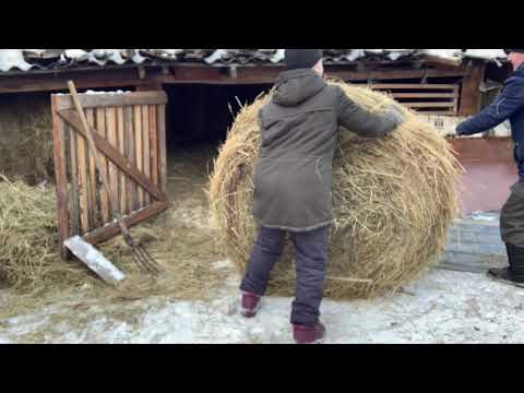 Видео: Демонтаж крыши.Сено//Состояние противостояния//Последнее зерно.Козы//