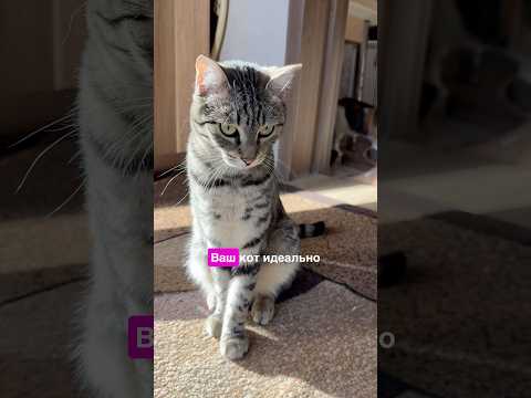 Видео: У твоего кота свисает пузико и ты тоже тоже думаешь что просто кто-то очень много жрёт? Но…