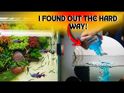 Видео: Эксперт по аквариумистике раскрывает 5 секретов, о которых вам не расскажут