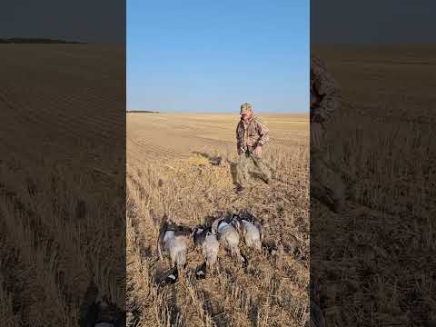 Видео: Охота на гуся #охота #hunting #полювання #охотанагуся #охотавидео #охота2025 #goose  #goosehunting 
