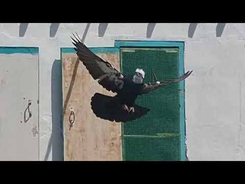 Видео: Бакинские голуби  Д  Юры в Ставрополе!