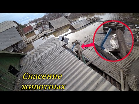Видео: СПАСАЕМ  ЖИВОТНЫХ ОТ НАВОДНЕНИЯ. Потоп в Орске!