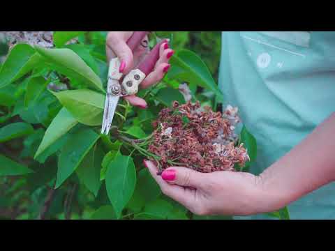 Видео: Обрезка сирени.