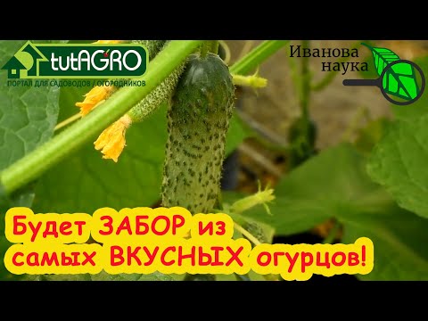 Видео: ОТ АРОМАТА ЭТИХ ОГУРЦОВ СНОСИТ КРЫШУ... ДАЖЕ У СОСЕДЕЙ! Два самых вкусных и урожайных огурца!