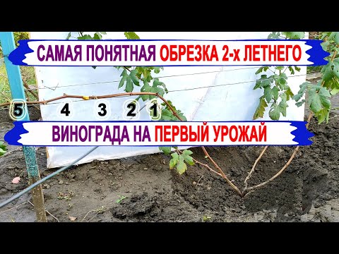 Видео: 🍇 Просто! Обрезаем ДВУХЛЕТНИЙ куст винограда на УРОЖАЙ. Выбираем ДЛИНУ рукава и плодовой стрелки.