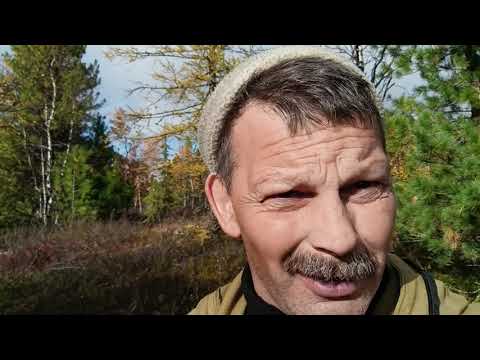 Видео: Осень в северном лесу. Собираем голубику.