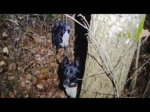 Видео: ОХОТА НА КУНИЦУ/РАБОТА ЛАЕК ПО КУНИЦЕ /