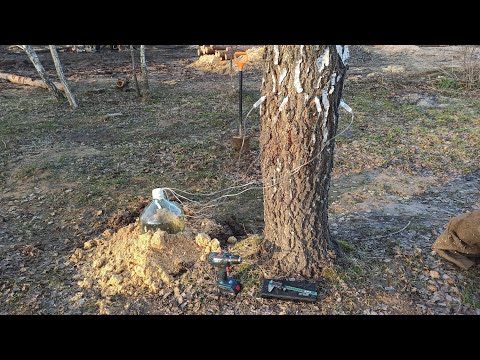Видео: Самый гуманный способ добычи березового сока. Доработка метода. Березовый сок через капельницу.