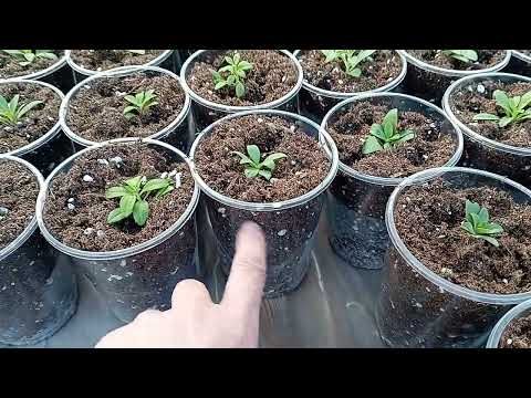 Видео: -35. Развитие корней.