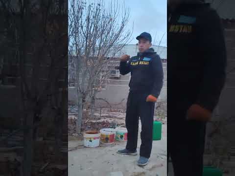 Видео: Жеміс ағаштарына күзгі тыңайтқыштар беру. Керемет нәтижесін көресіз👍 Күтіп баптау жолдары