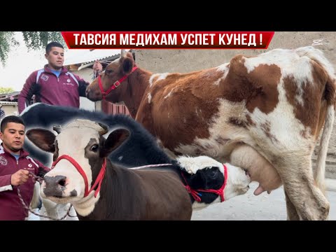 Видео: ТАВСИЯ МЕДИҲАМ УСПЕТ КУНЕД 29 октября 2025 г.