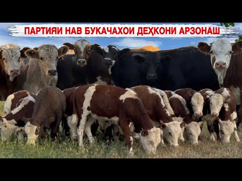 Видео: ПАРТИЯИ НАВ БУКАЧАХОИ ДЕҲҚОНИ АРЗОНАШ 11 сентября 2025 г.