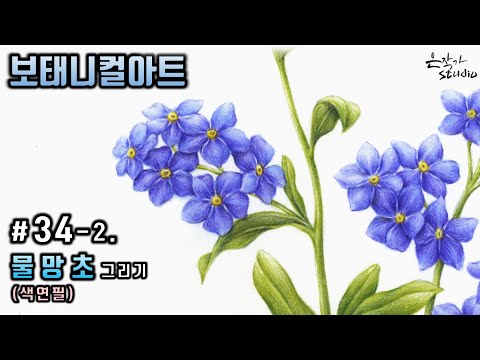 Видео: [Цветочная живопись / ботаническое искусство] №34-2. Незабудка цветной карандашный рисунок