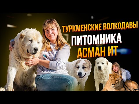 Видео: Туркменские волкодавы питомника Асман Ит