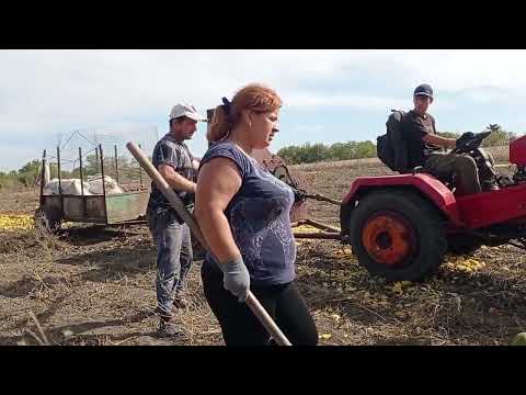 Видео: Вся сім'я на зборі гарбузів.