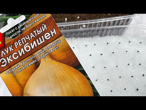 Видео: ЭКСИБИШЕН - лучок мужичек))) сажаем 23.02!!!