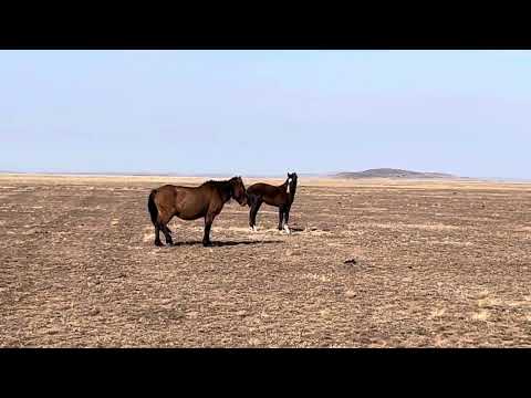 Видео: Заңғар уйірі 31.10.25 ж