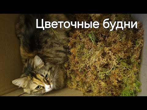 Видео: цветочные будни 🫣