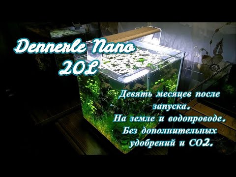 Видео: #Dennerle_Nano_20L аквариум на земле. Девять месяцев после запуска.