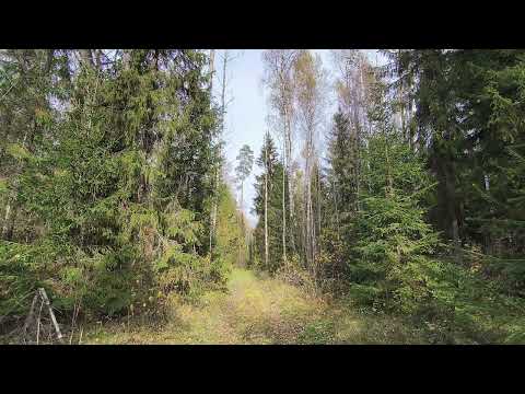 Видео: Осенний лес. ч.3. Октябрь 2025