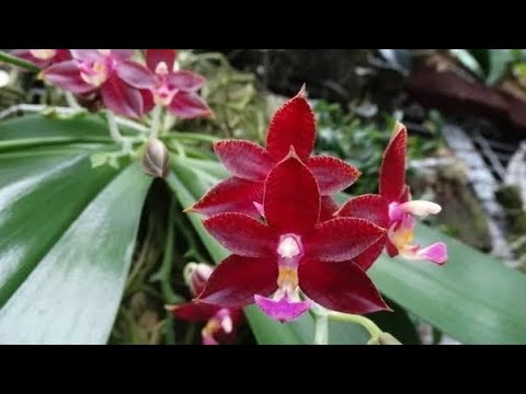 Видео: Всё! Ниже некуда. Ханни Сплеш и непослушный пёс