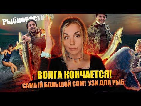 Видео: РЫБНОВОСТИ#5 ОСЕТРОВАЯ БУХТА, СОМ 150КГ😲!!! ВОЛГА ПЕРЕСЫХАЕТ, РЫБА СНОВА УБИЛА ЧЕЛОВЕКА!