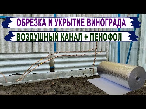 Видео: 🍇 Обрезка двухлетнего винограда. ЭКСПЕРИМЕНТ с укрытием. Воздушный канал из шифера + ПЕНОФОЛ.