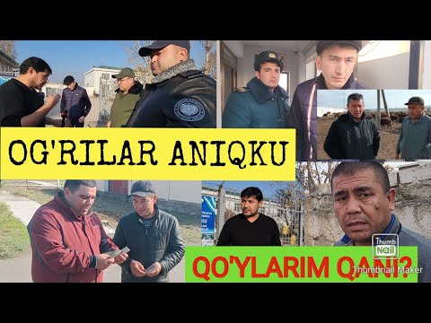 Видео: СОХТА ТАЬМИНОТЧИЛАР ЧУПОННИ 115 БОШ КУЙИНИ ЙУК КИЛИБ ЮБОРИШДИ.