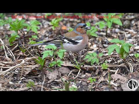 Видео: Самец зяблика кормится на земле. Male of Common Chaffinch feeds on the ground.