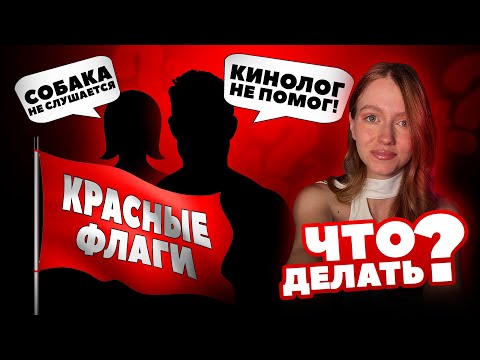 Видео: Как кинолог может испортить собаку?