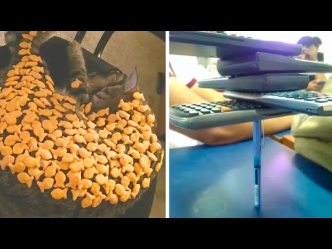 Видео: Тот момент, когда скука взяла верх
