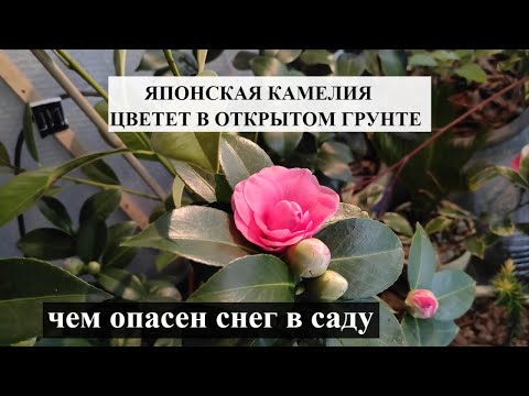 Видео: ОБЗОР САДА Моя японская КАМЕЛИЯ ЦВЕТЕТ В ГРУНТЕ | ЧЕМ ОПАСЕН СНЕГ в саду НА ЮГЕ | Красивый сад зимой