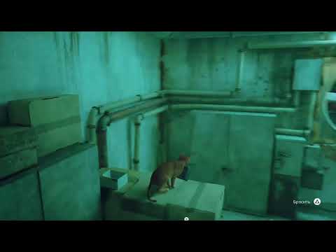 Видео: Рыжий кот