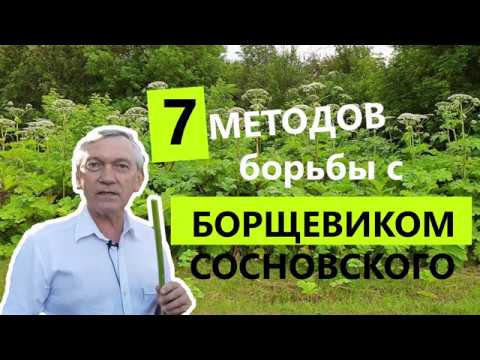 Видео: КАК ИЗБАВИТЬСЯ ОТ БОРЩЕВИКА? 7 СПОСОБОВ борьбы!