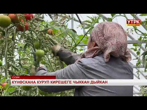 Видео: Күнөскана куруп кирешеге чыккан дыйкан
