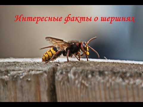 Видео: Интересные факты о шершнях