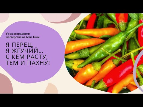 Видео: 790. Я перец, я жгучий...с кем расту, тем и пахну!