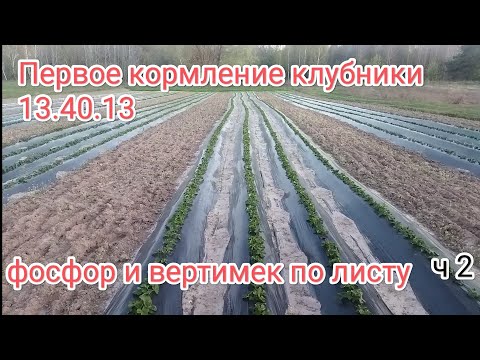 Видео: Первые кормление клубники клубники 13.40.13 , фосфор по листу защита от клеща вертимеком