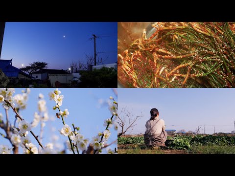 Видео: Весенний завтрак от мамы: Рапсовое кимчи 🥬 и суп с камбалой и полынью на рассвете