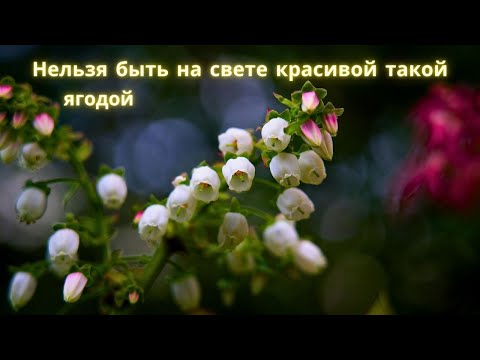 Видео: Весенний шопинг в голландской теплице. Обновки в моем саду 6х11 м. Цветы. Ягоды. Посадка. Уход. Сад