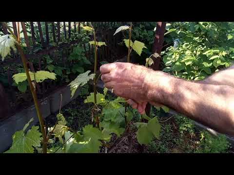 Видео: Срезаю лишние соцветия винограда (Мульчирование виноградом почвы под персиком   😳😊😂)