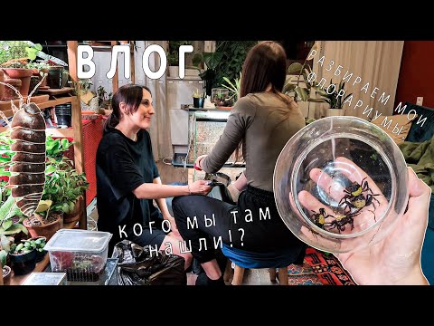 Видео: Разбираем мои флорариумы/Кого мы там нашли!?/ВЛОГ.