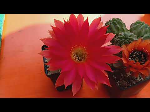 Видео: Сварился огромный кактус.Как укоренить кактус?Содержание кактусов.Шикарный трихоцереус.