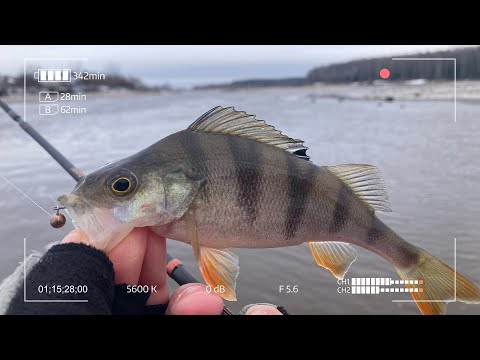 Видео: Здесь клюёт на каждом забросе! Весенняя рыбалка на сверхлёгкие снасти